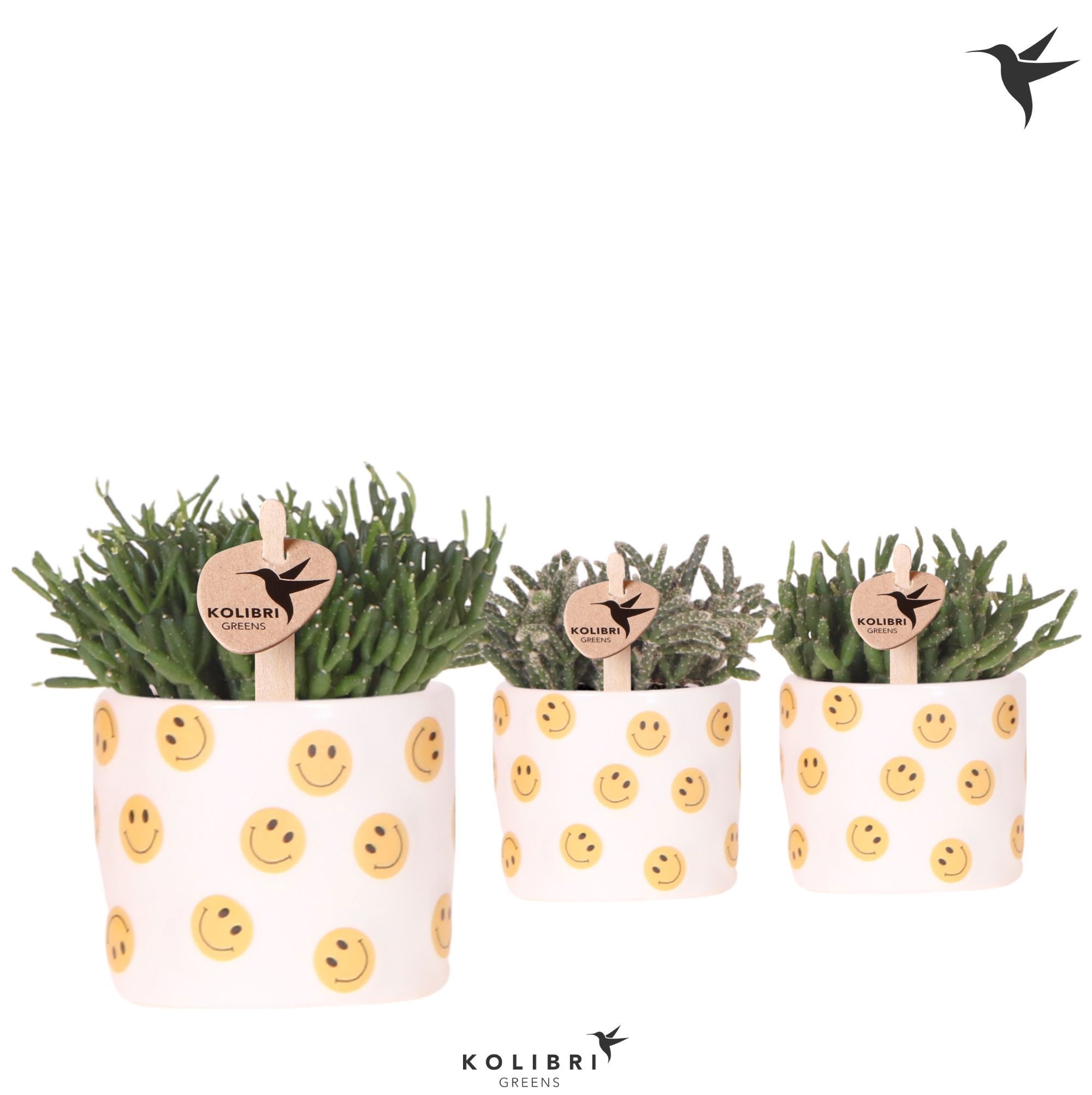 Kolibri Greens Rhipsalis mix in Smiley pot, D 6