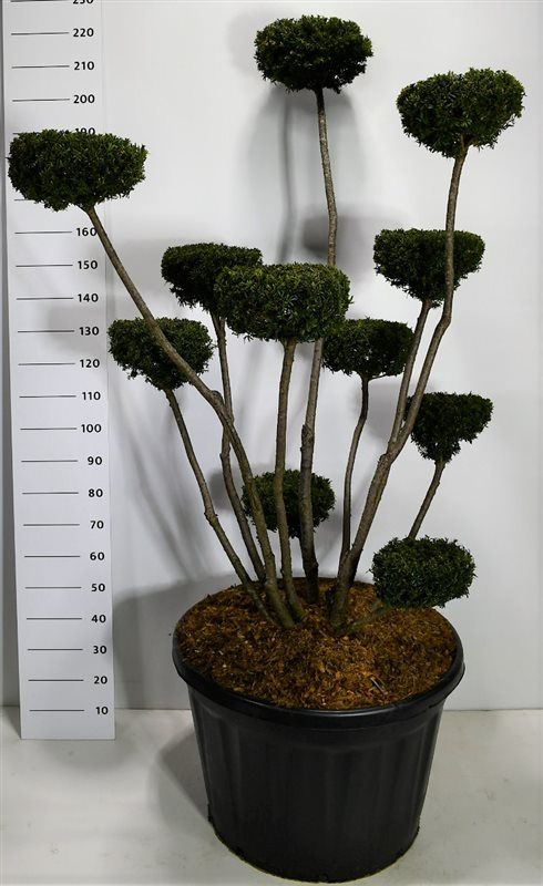 Taxus media 'Hicksii', D 80