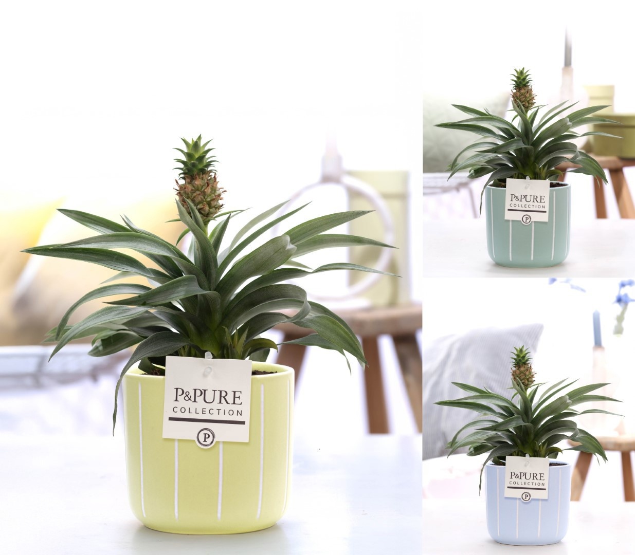 Ananas Rosita in P&PURE Fleur ceramics ass. 3, D 12