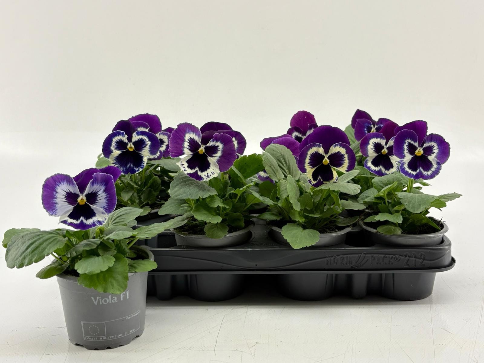 Viola F1 Violet Face, D 9