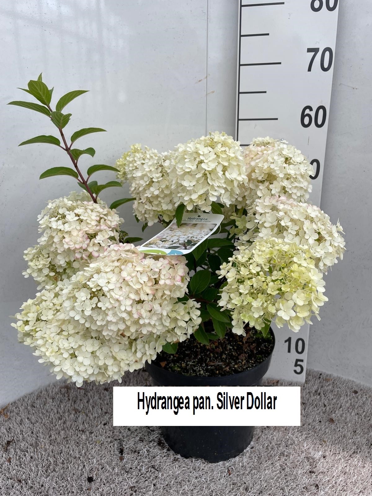Hydrangea pan. Silver Dollar 60 cm P26, D 26
