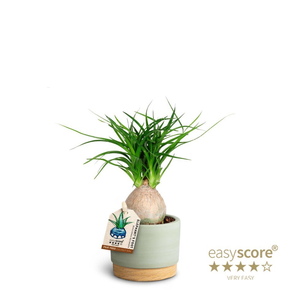 Woodbase Green, Beaucarnea, D 7