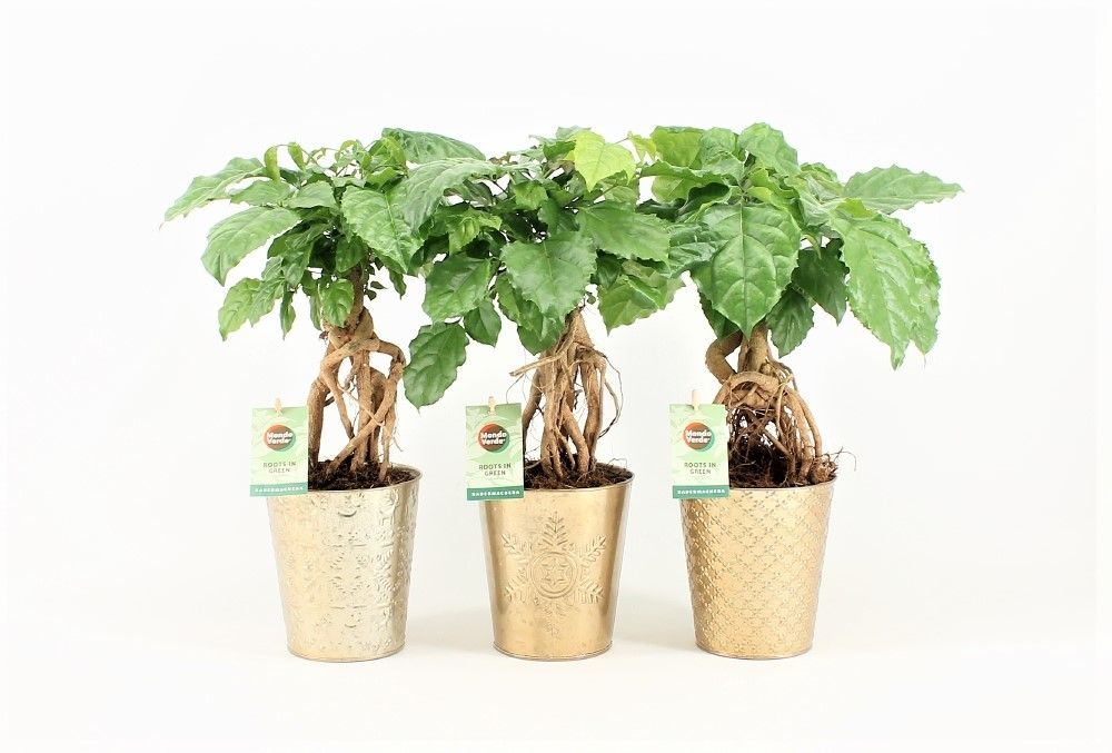 Radermachera Bonsai in Golden Christmas, D 13