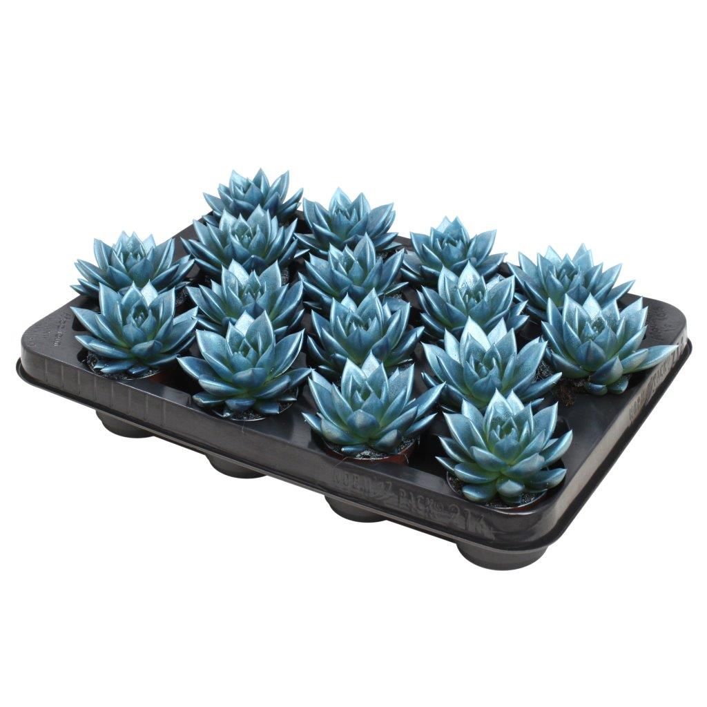 Miranda coloured metallic blue, D 6