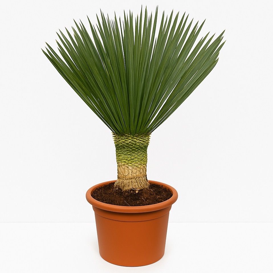 Yucca Rostrata 'Blue Swan' - 100cm, D 40