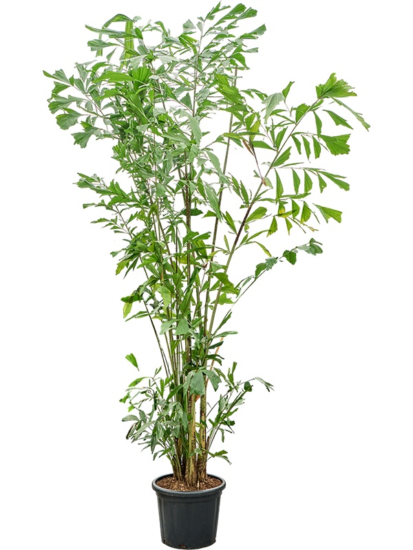 Caryota mitis (290-325), D 43