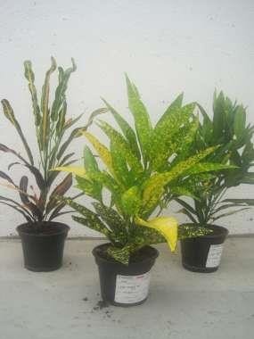 CODIAEUM VARIEGATUM 'GOLDEN SUN', D 12