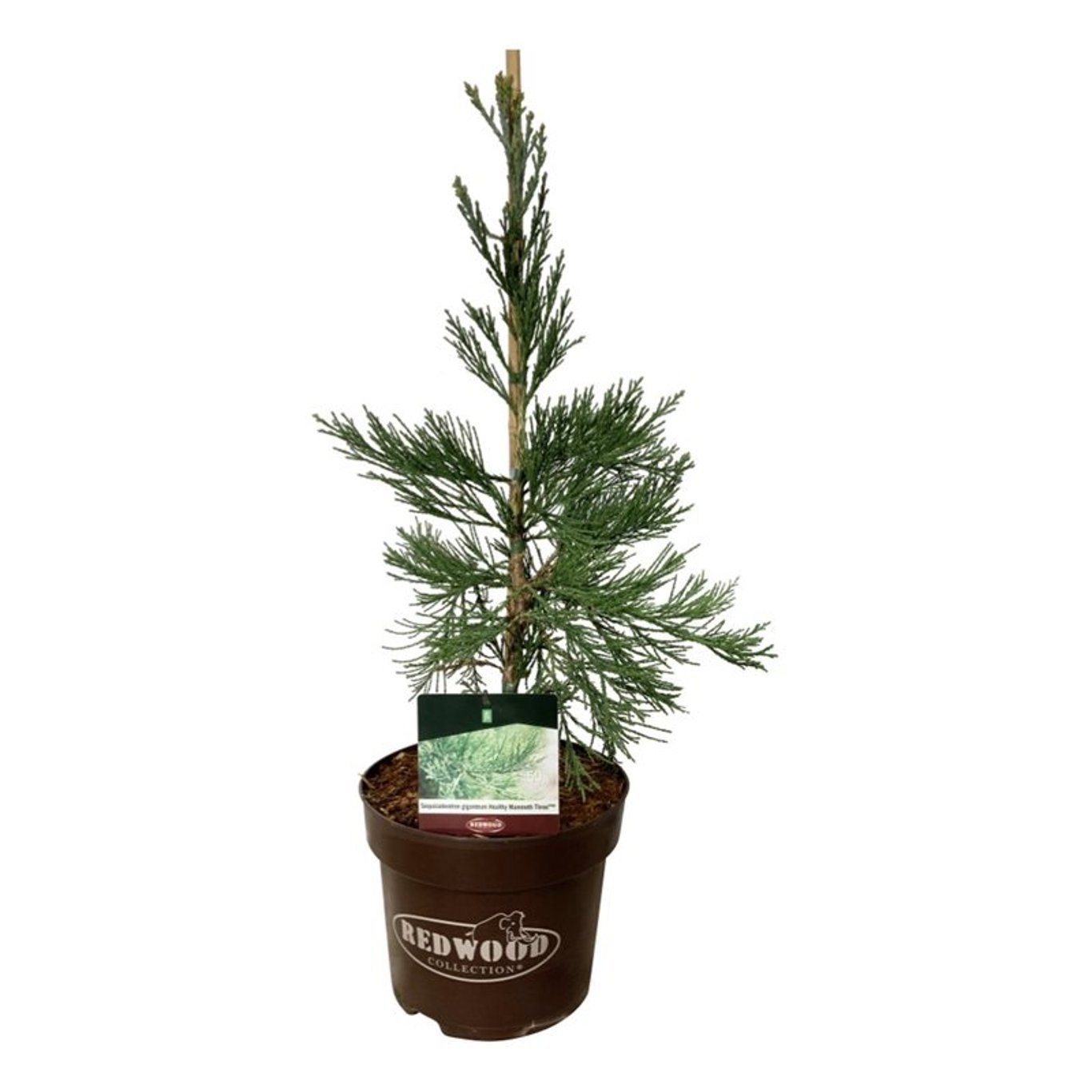 Sequoiadendron g. 'H. Mamm. Three', D 26