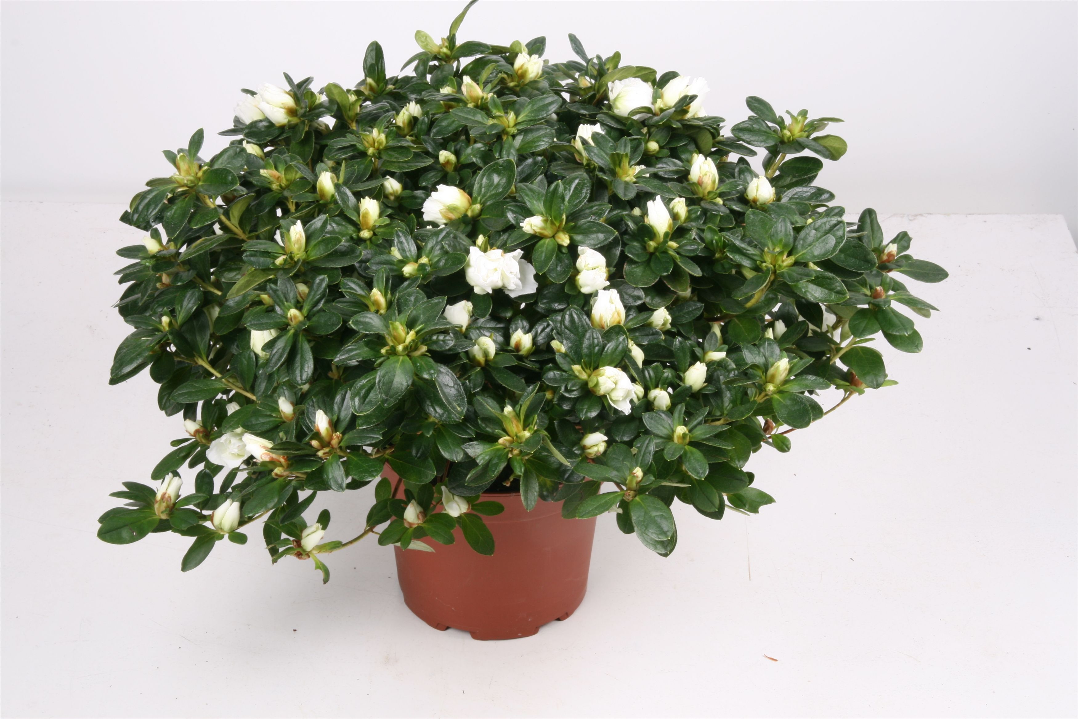 012 RD : P17 Azalea Hellmut Vogel mix kleuren, D 17