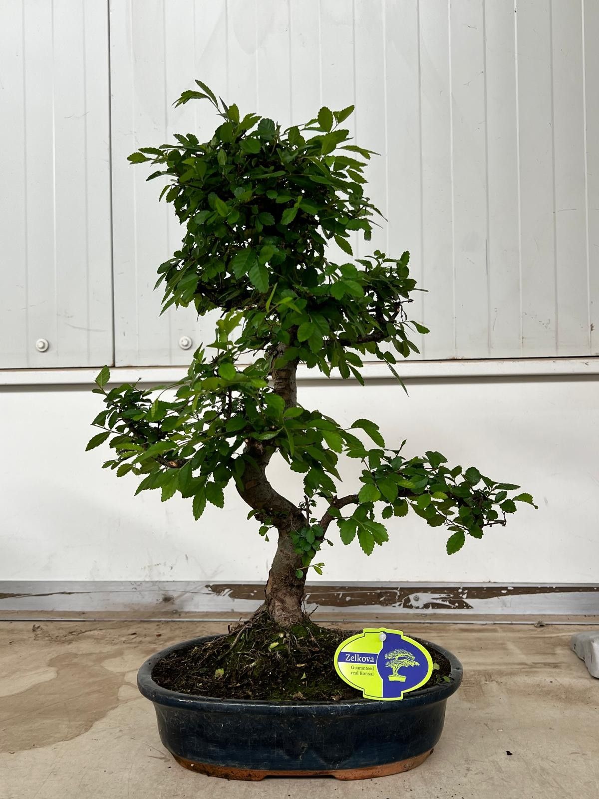 Zelkova parvifolia, 32cm., shape, without drip tray, D 32