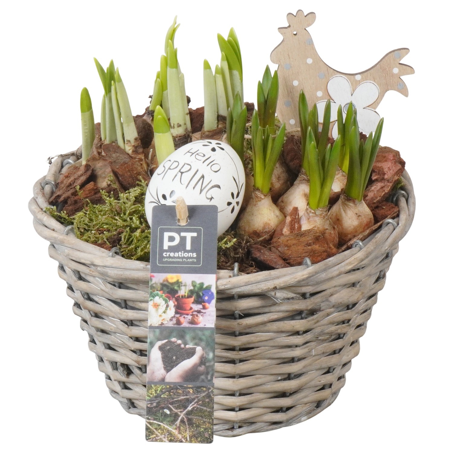 PTBMP5695 Arrangement Easter Bulbs Mix in rieten mand, D 18