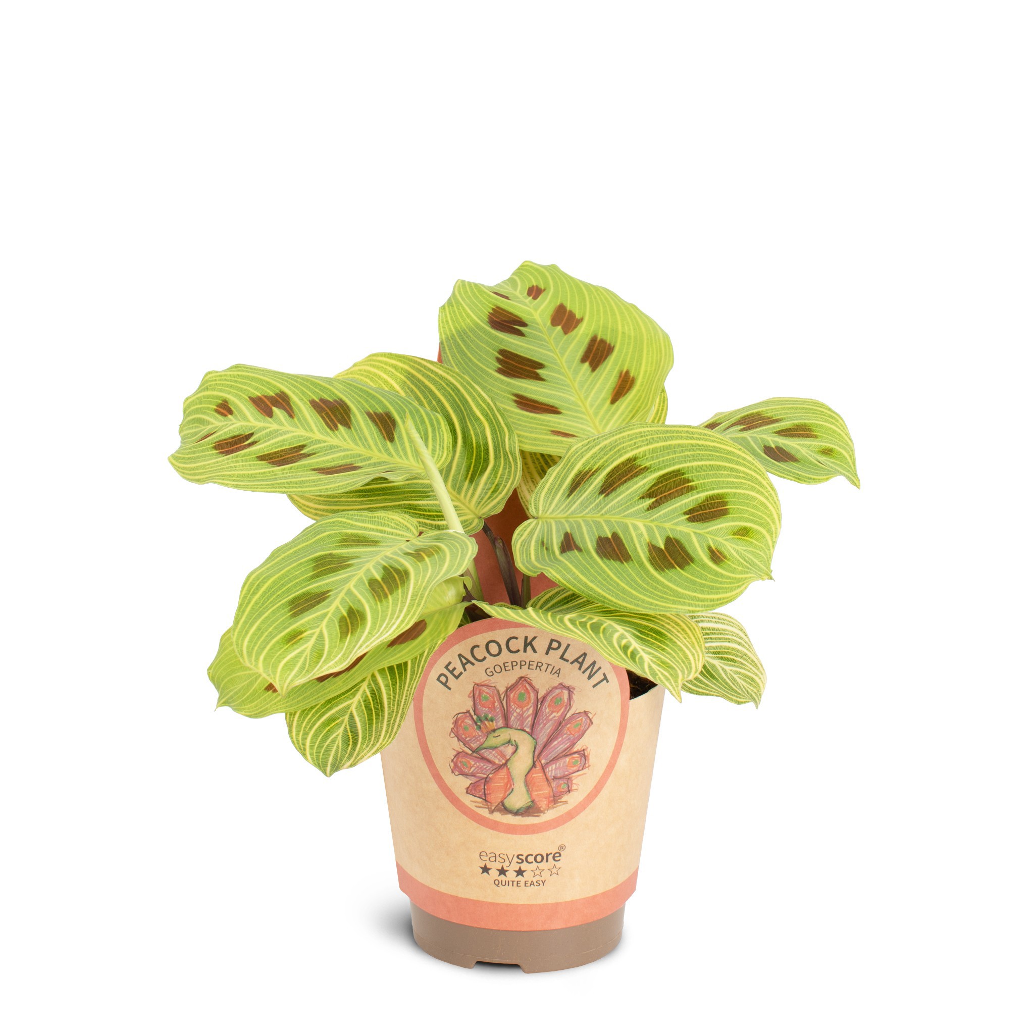 Maranta Golden Vein, D 11