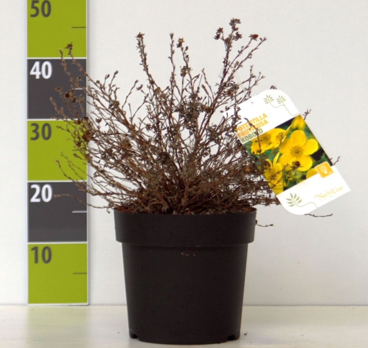 Potentilla 'Kobold' C 4,6, D 23