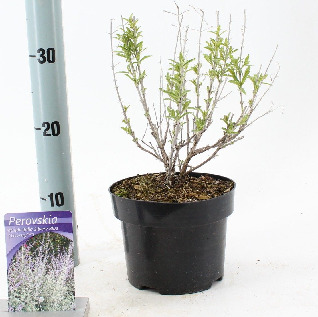 Perovskia atriplicifolia Silvery Blue ('Lissvery' PBR), D 17