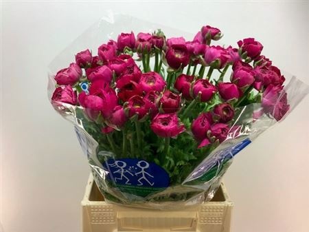 Ранункулус Элеганс Хот Пинк 45, шт.