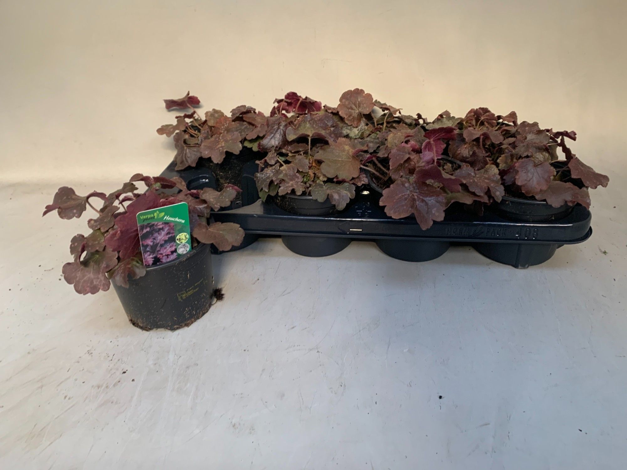 Heuchera micrantha 'Palace Purple', D 13