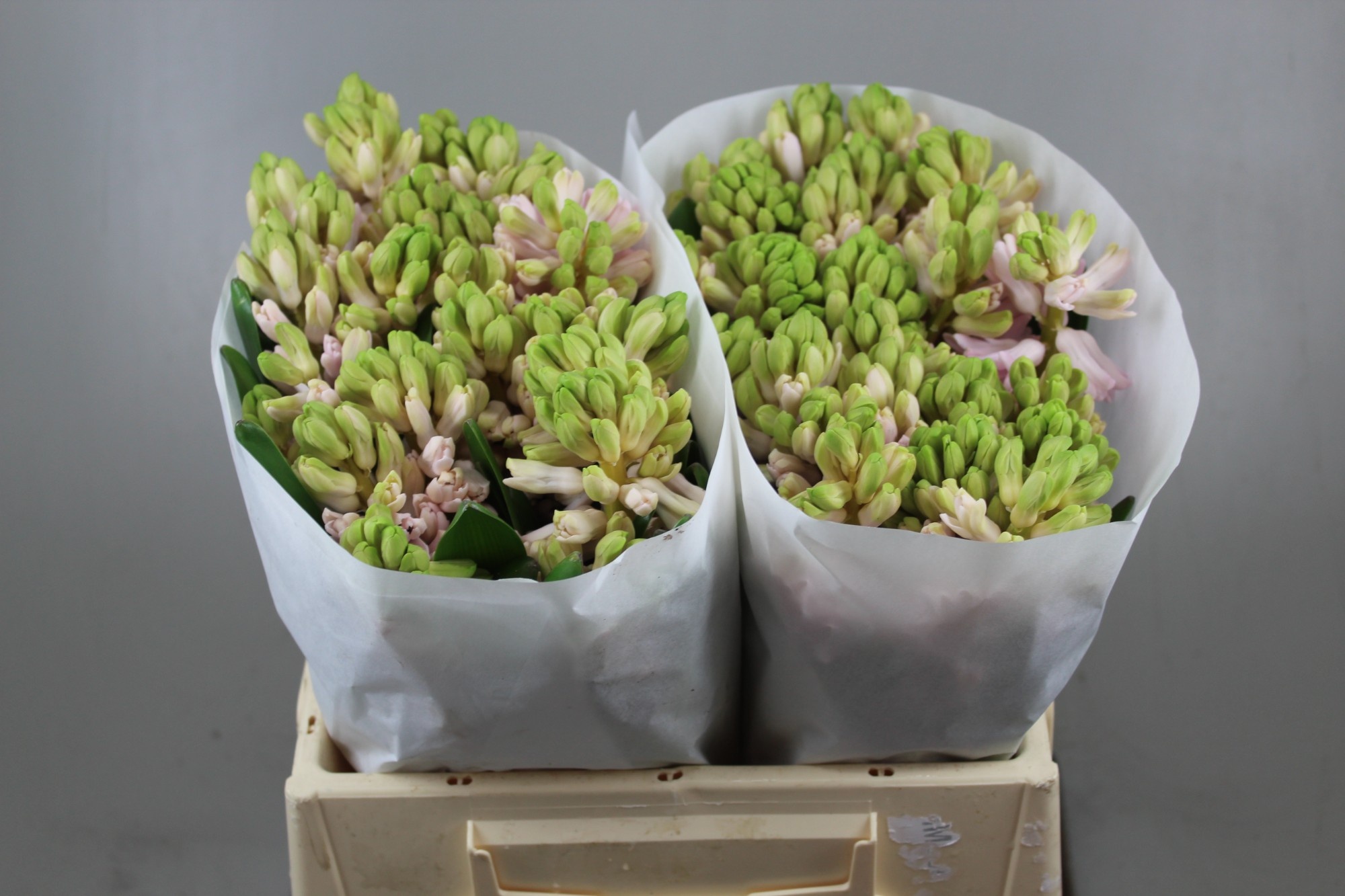 Гиацинт Чайна Пинк, шт.