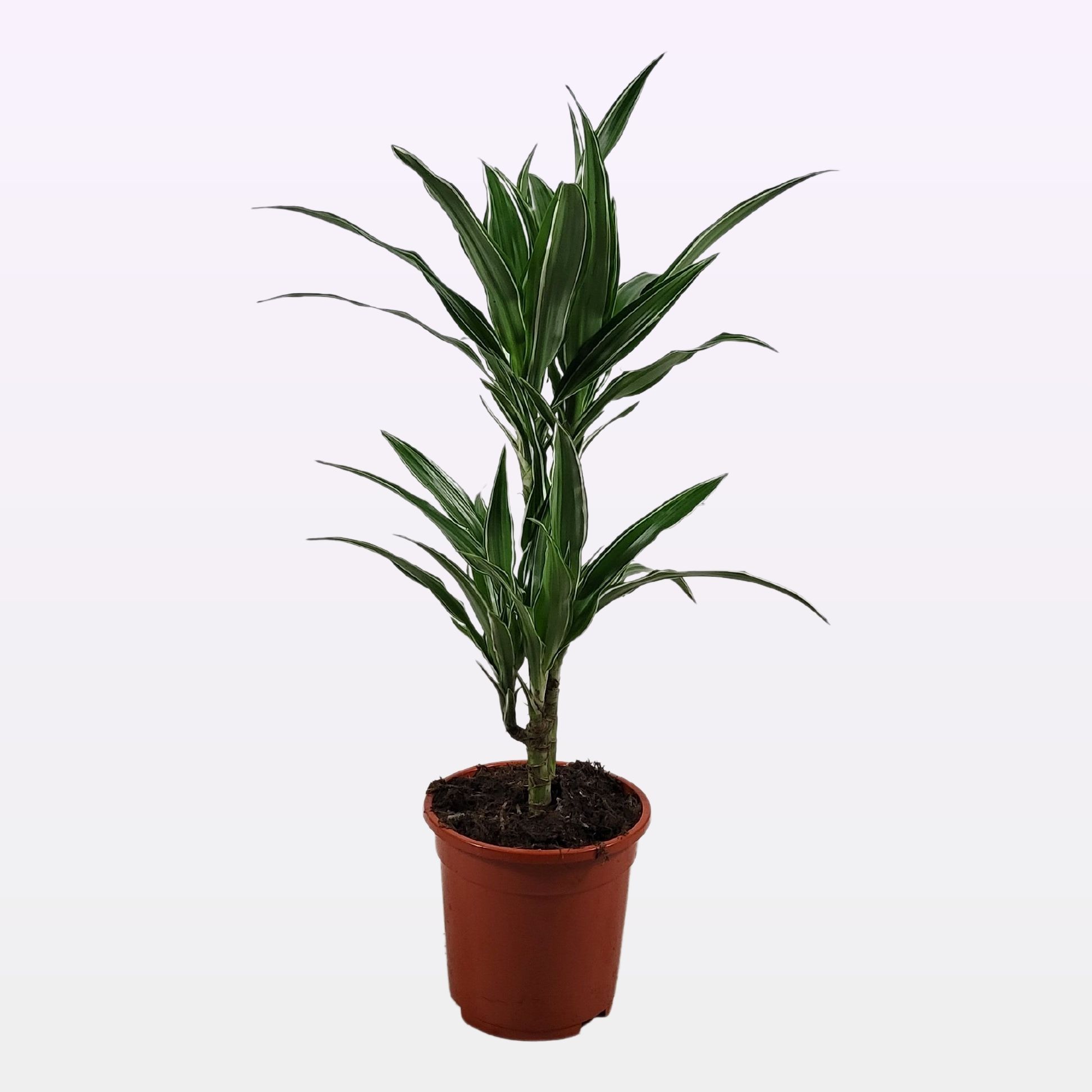 Dracaena warneckei 30-10 70, D 17