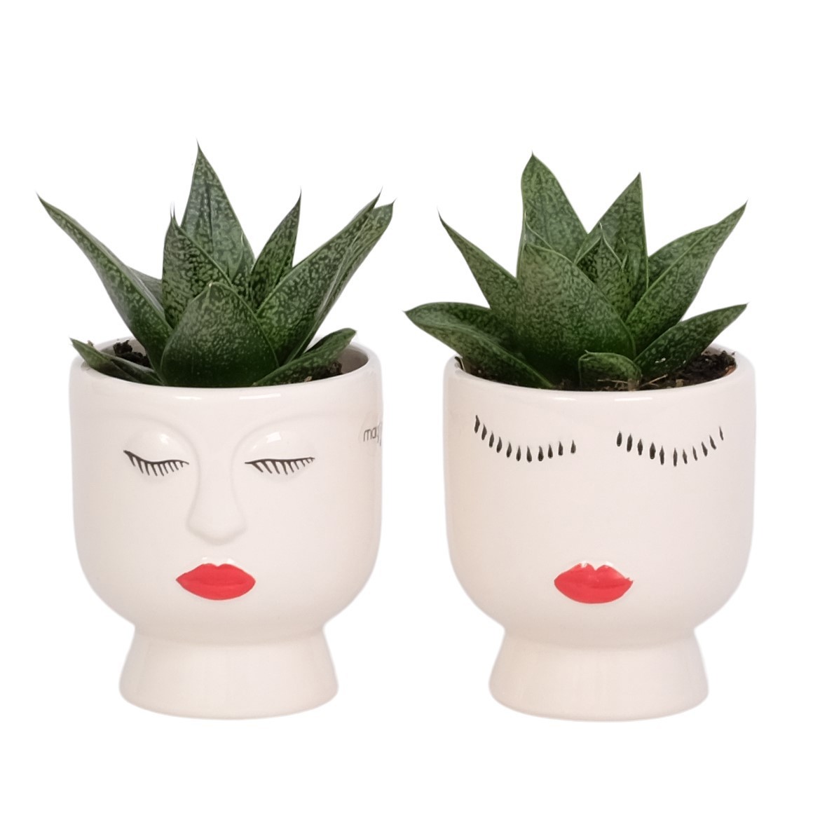 Face It with Succulent mix, D 6