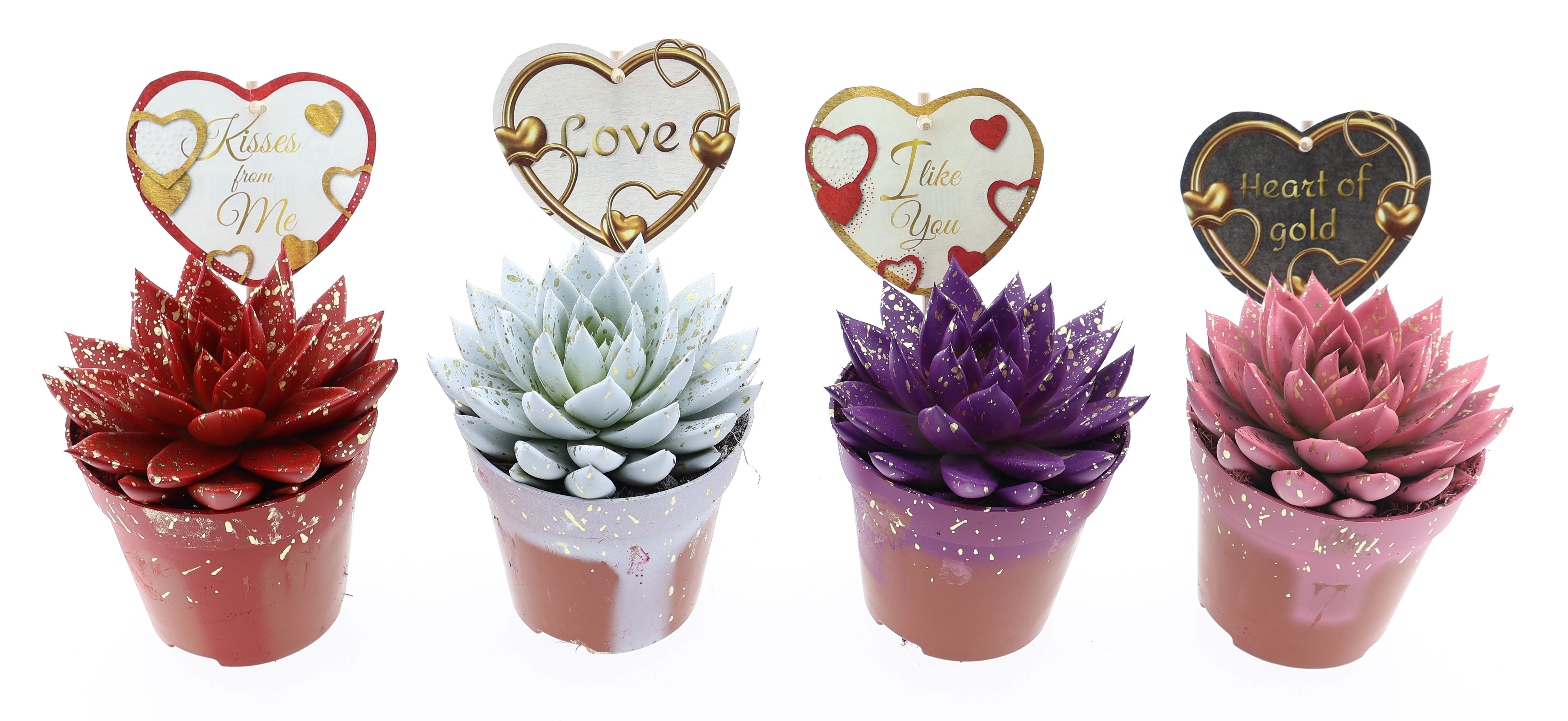 Miranda sprinkle + love etiket, D 12