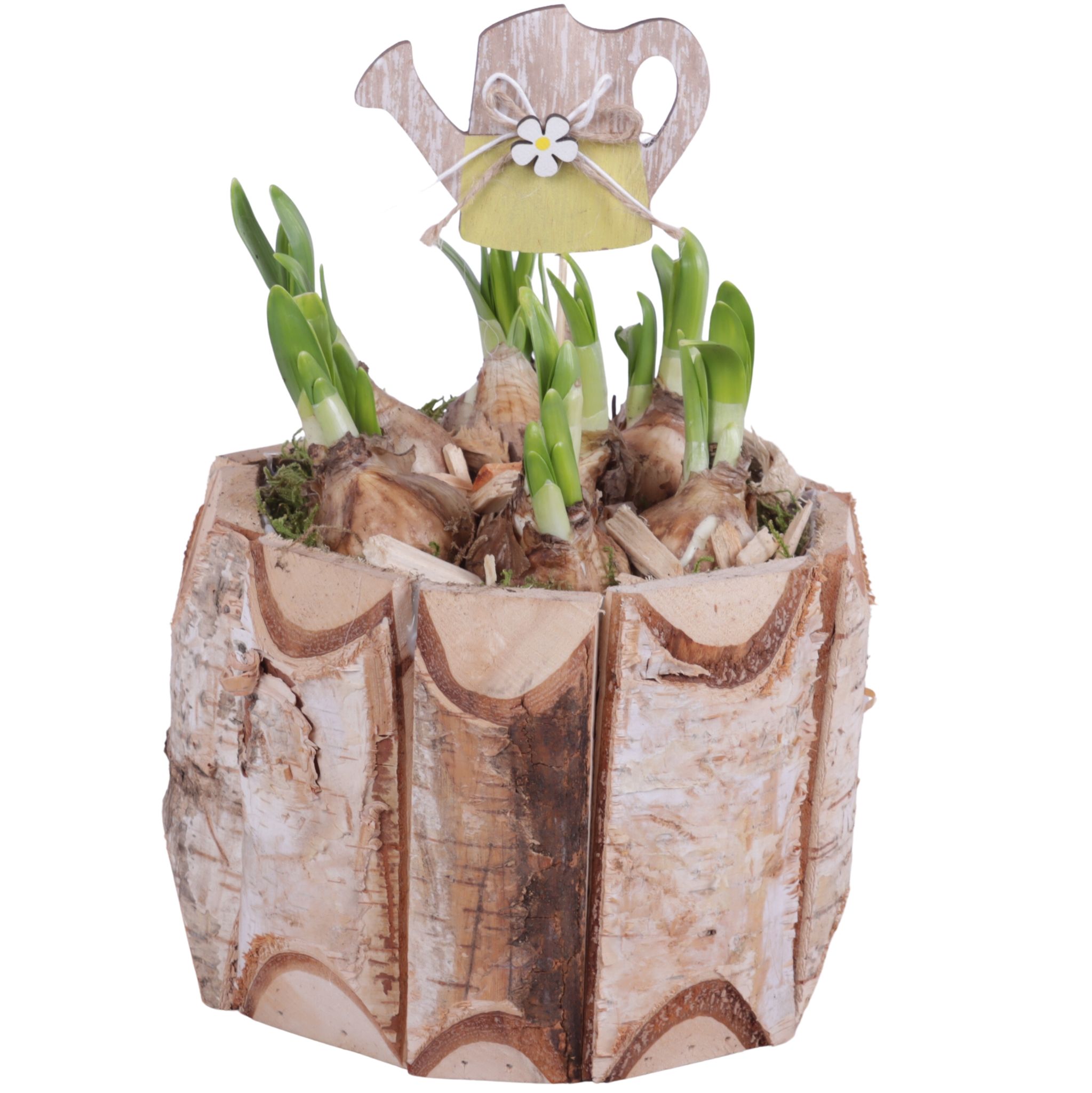 Bulbs Arr. Narcis Wooden Pot Round Birchwood Ø17cm, D 17