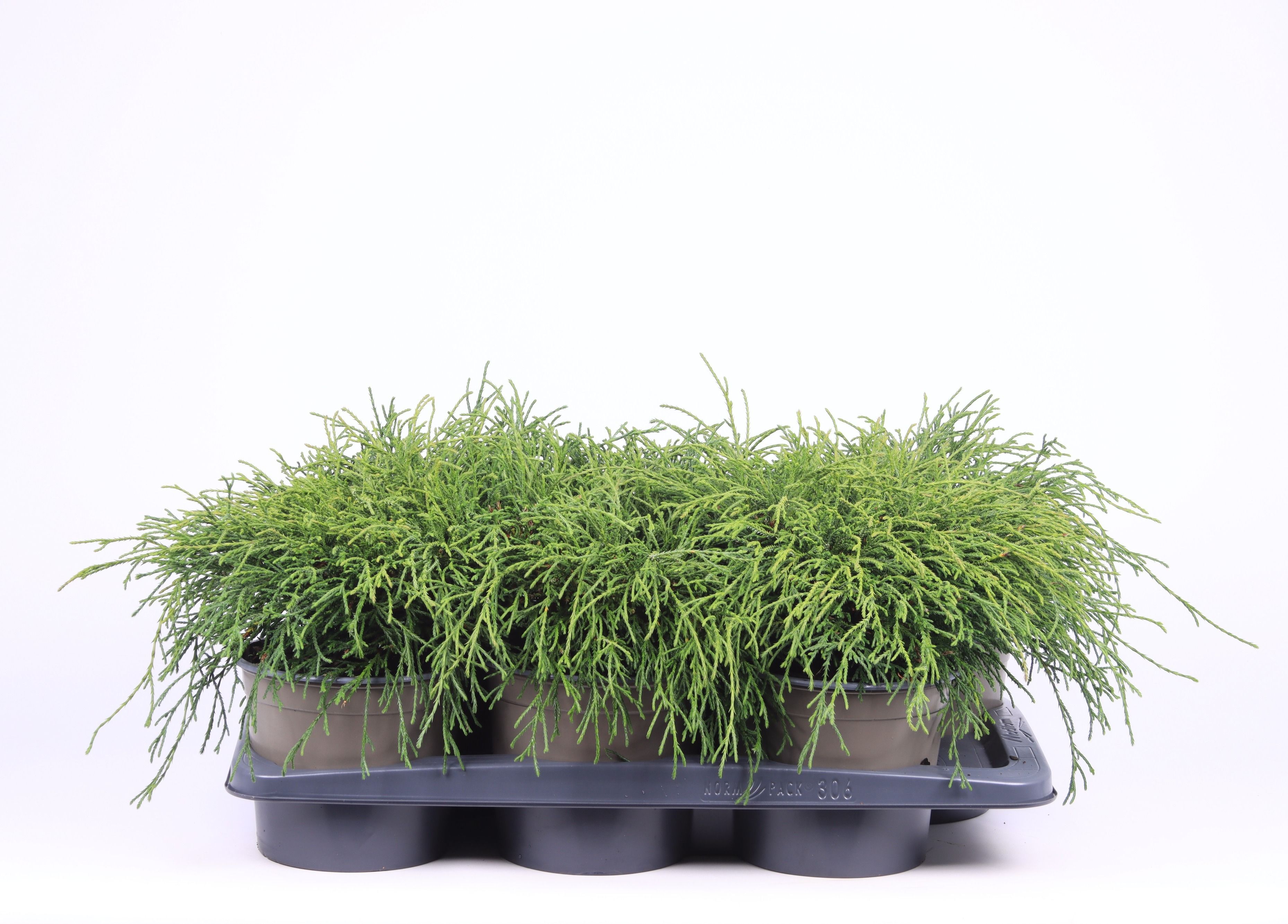 Chamaecyparis pisifera 'Filifera Nana', D 17