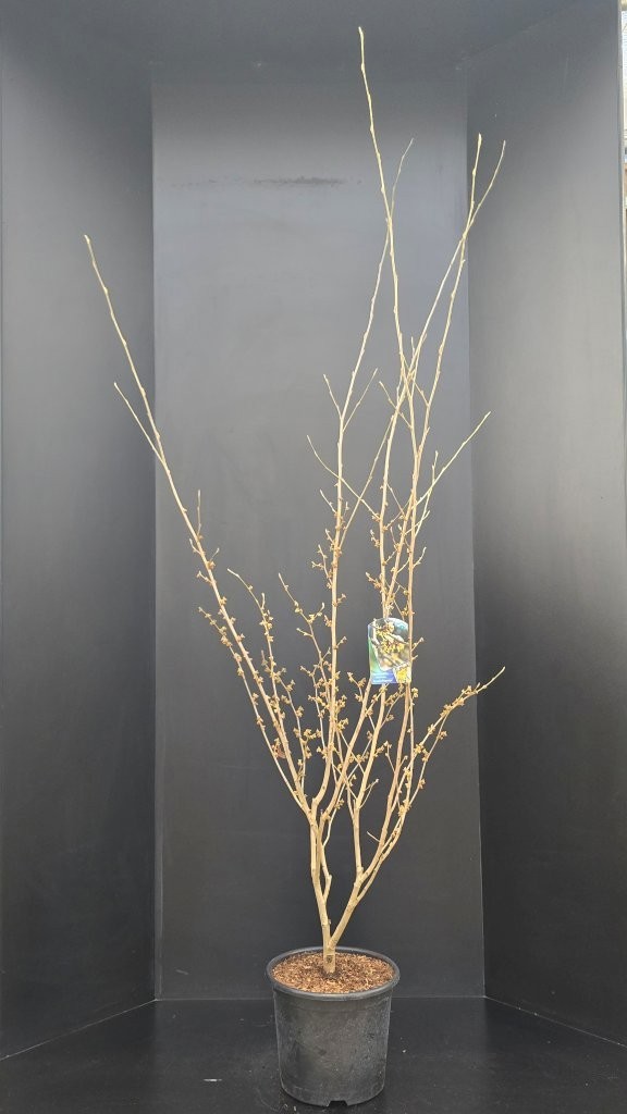 Hamamelis intermedia 'Arnold Promise', D 32