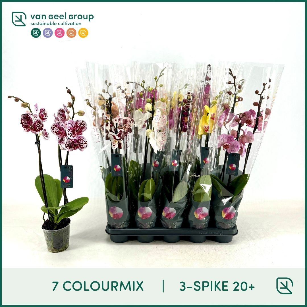 3-tak 20+, 7 colourmix, D 12