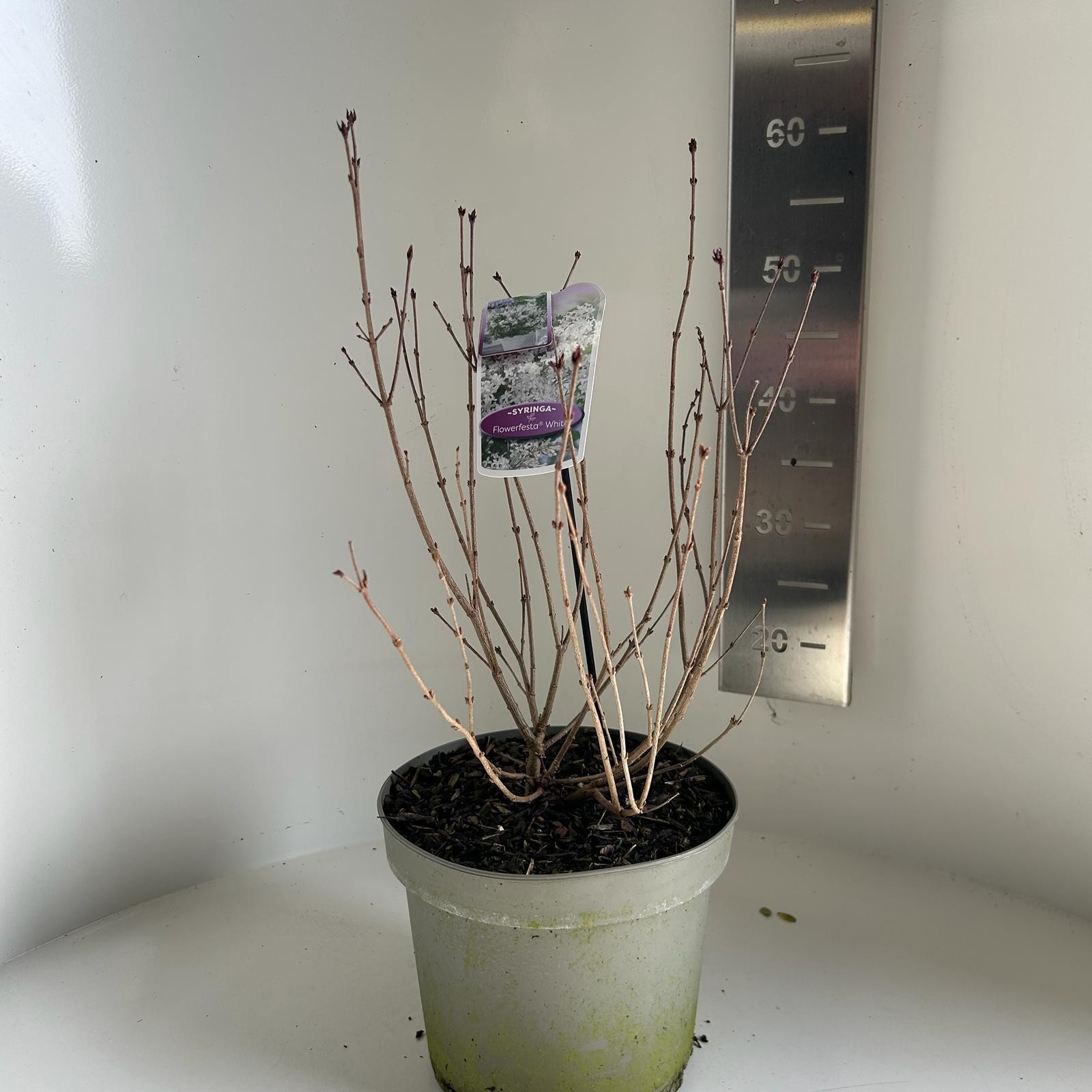 Syringa Meyeri Flowerfesta white, D 23