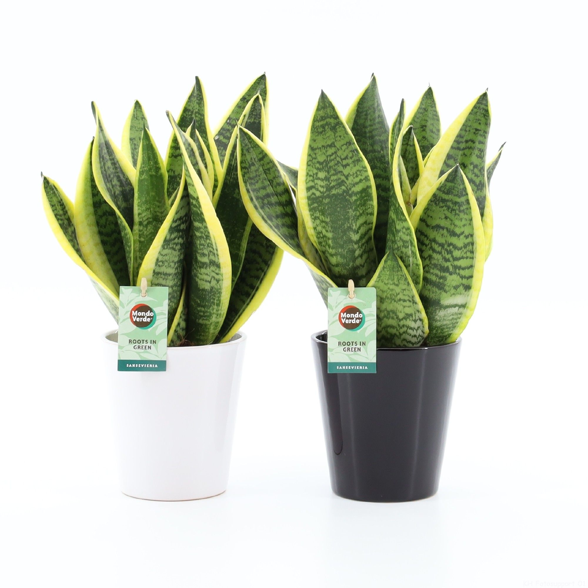 Sansevieria 'Futura Superba' in Zwart & Wit keramiek, D 13
