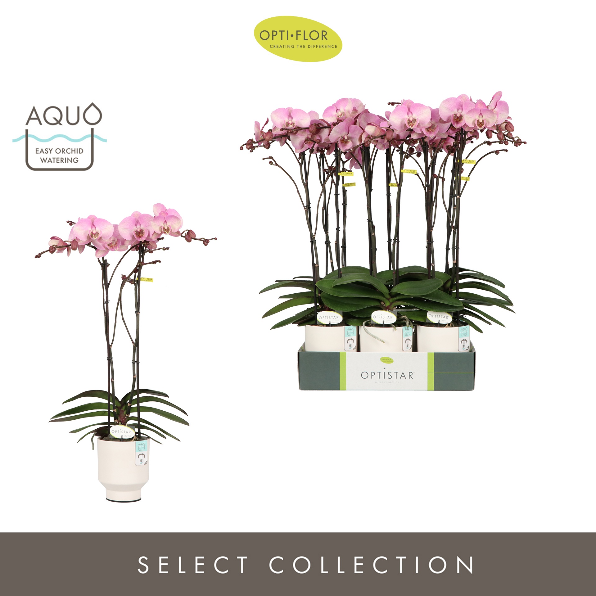 Optistar Madonna 2 spike in Emilia White Aquo, D 12 cm