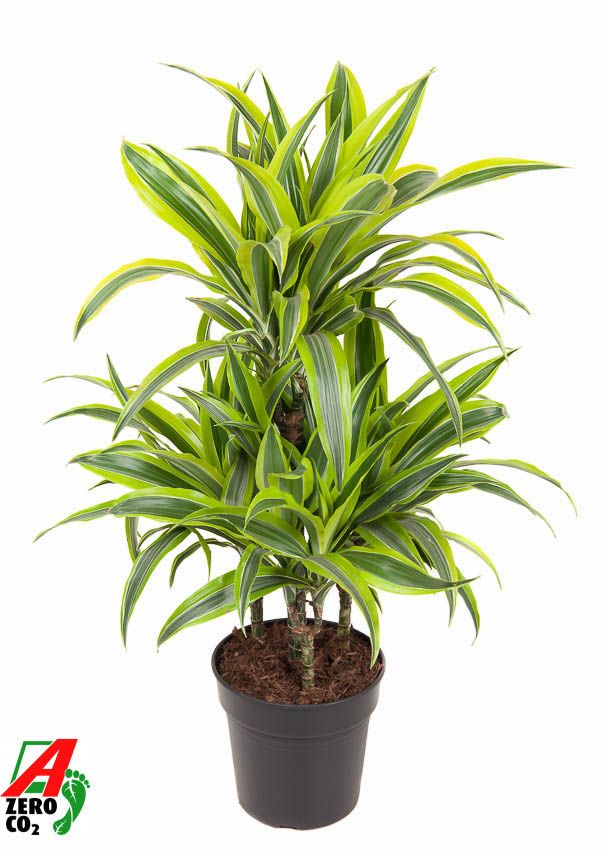 Dracaena Lemon Lime 45-carrousel, D 21