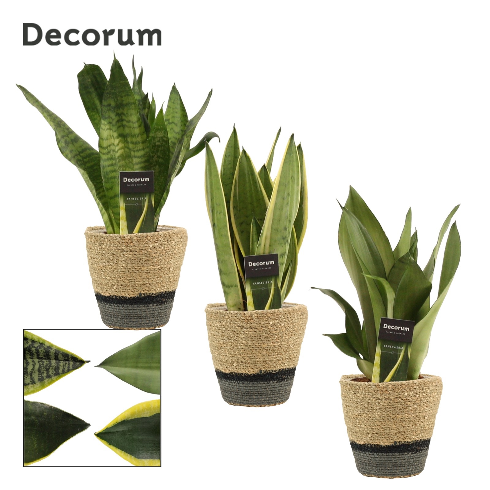 Sansevieria Super Mix 12 cm in Hanoi mand grijs (Deco-collect.), D 12