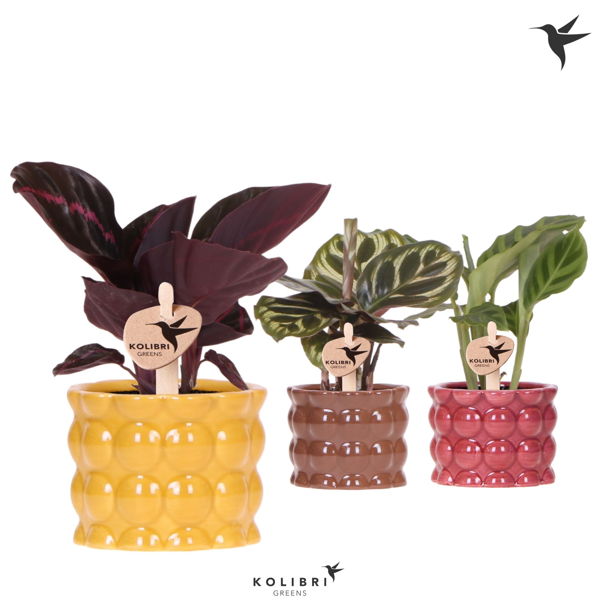 Kolibri Greens Calathea mix in Cotton pot yellow mix, D 6