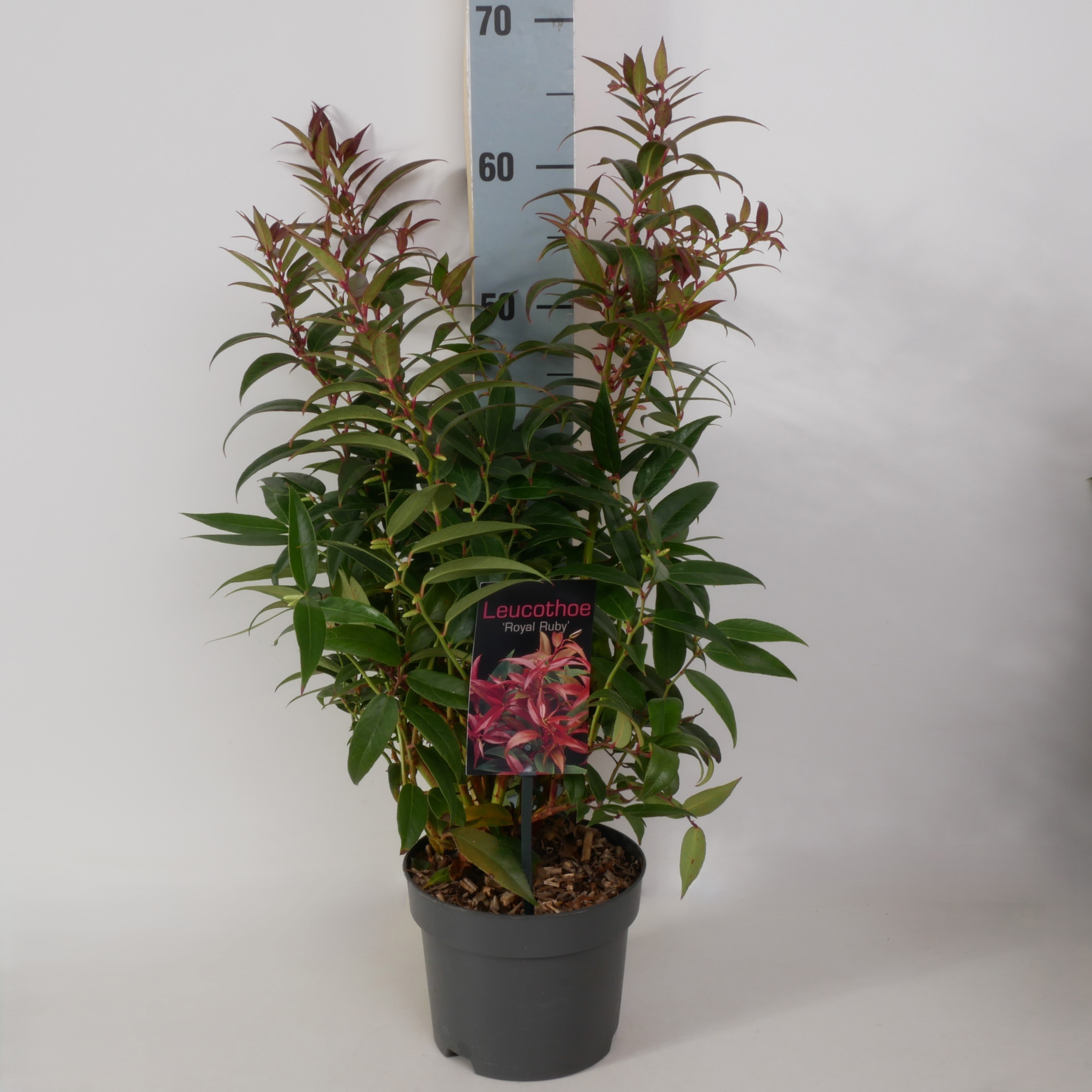 Leucothoe keiskei 'Royal Ruby' P17, D 17