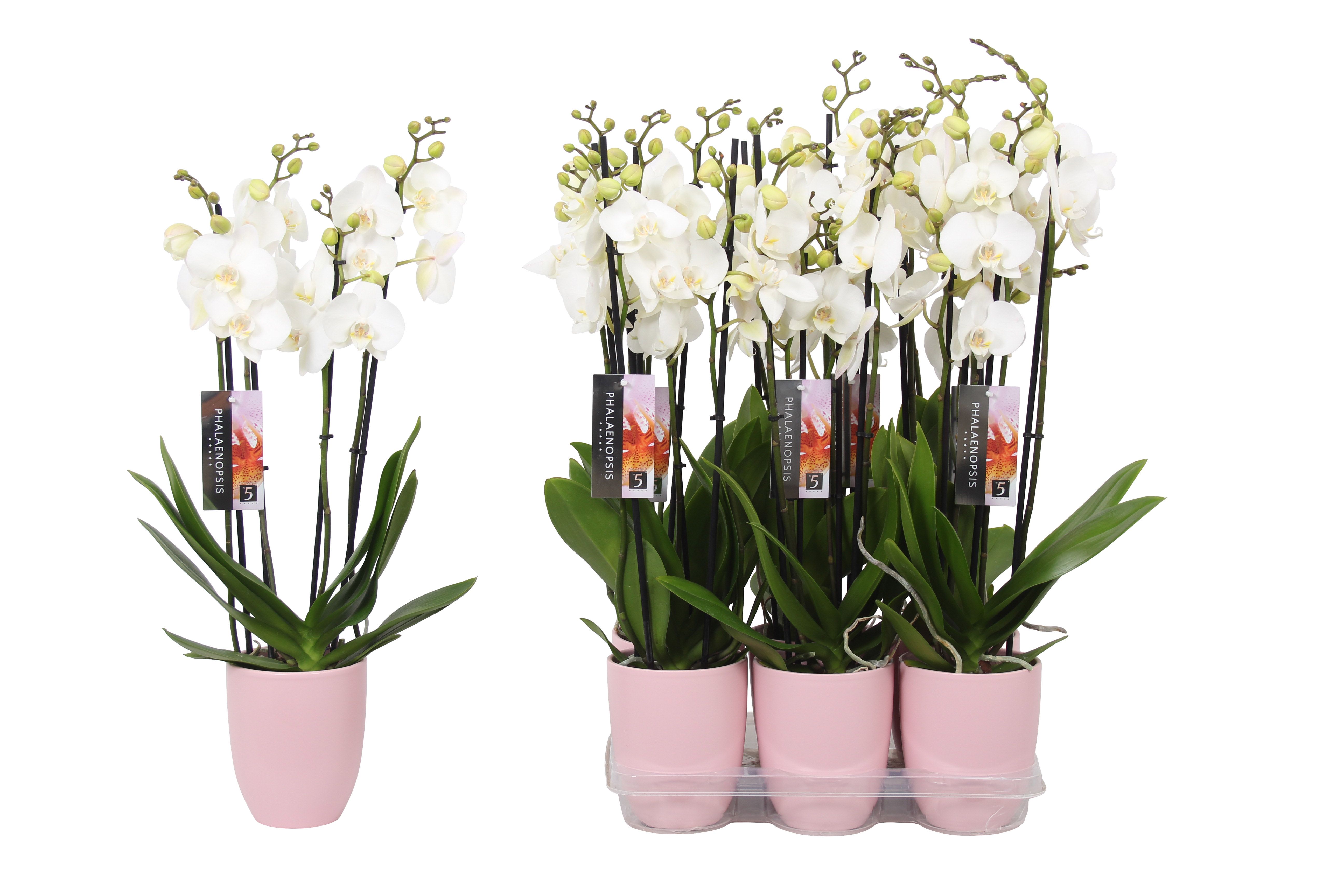 Phalaenopsis White, 4-spike Pink Ceramics, D 12
