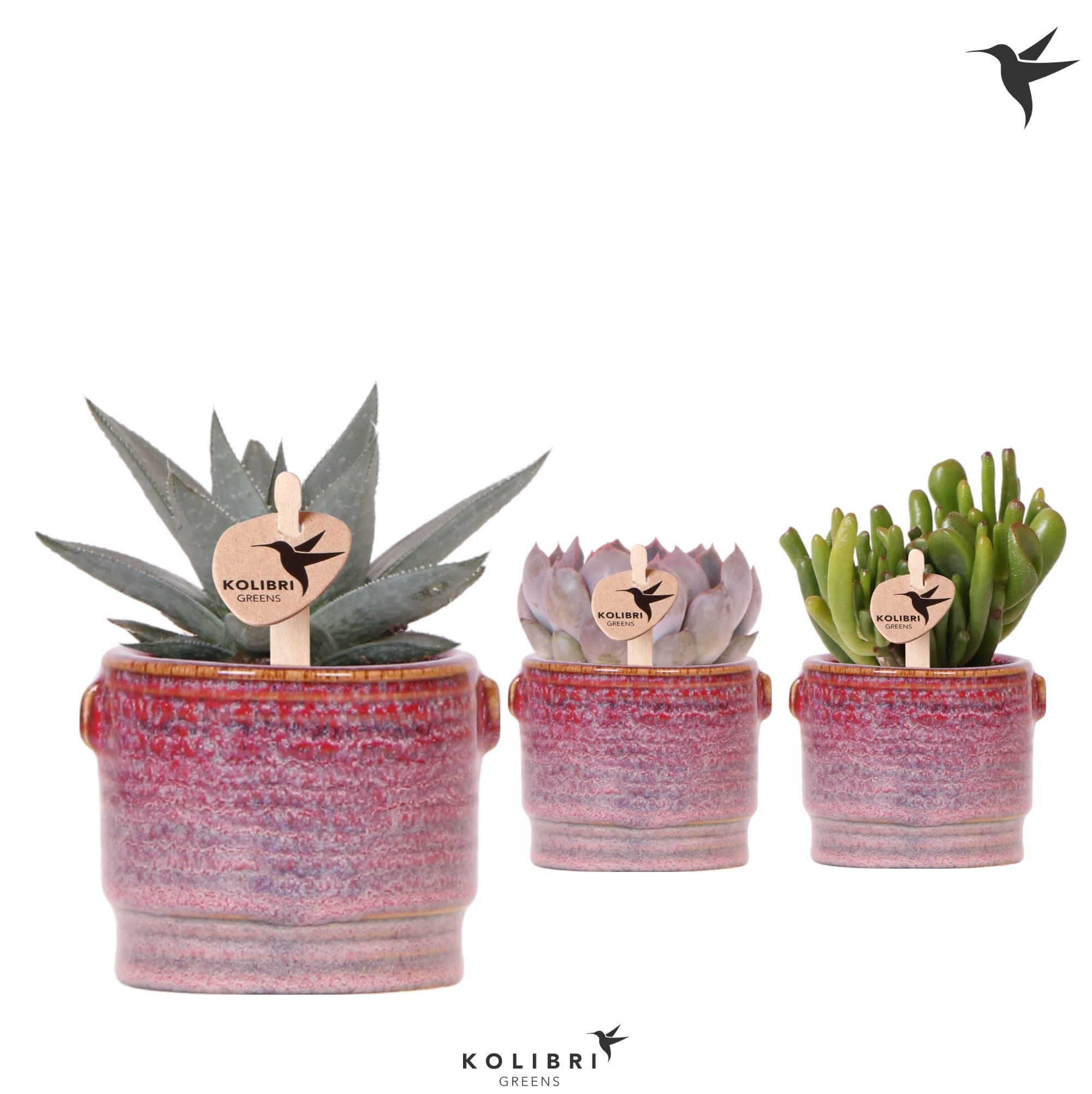 Kolibri Greens Succulenten mix in Aura pot, D 6