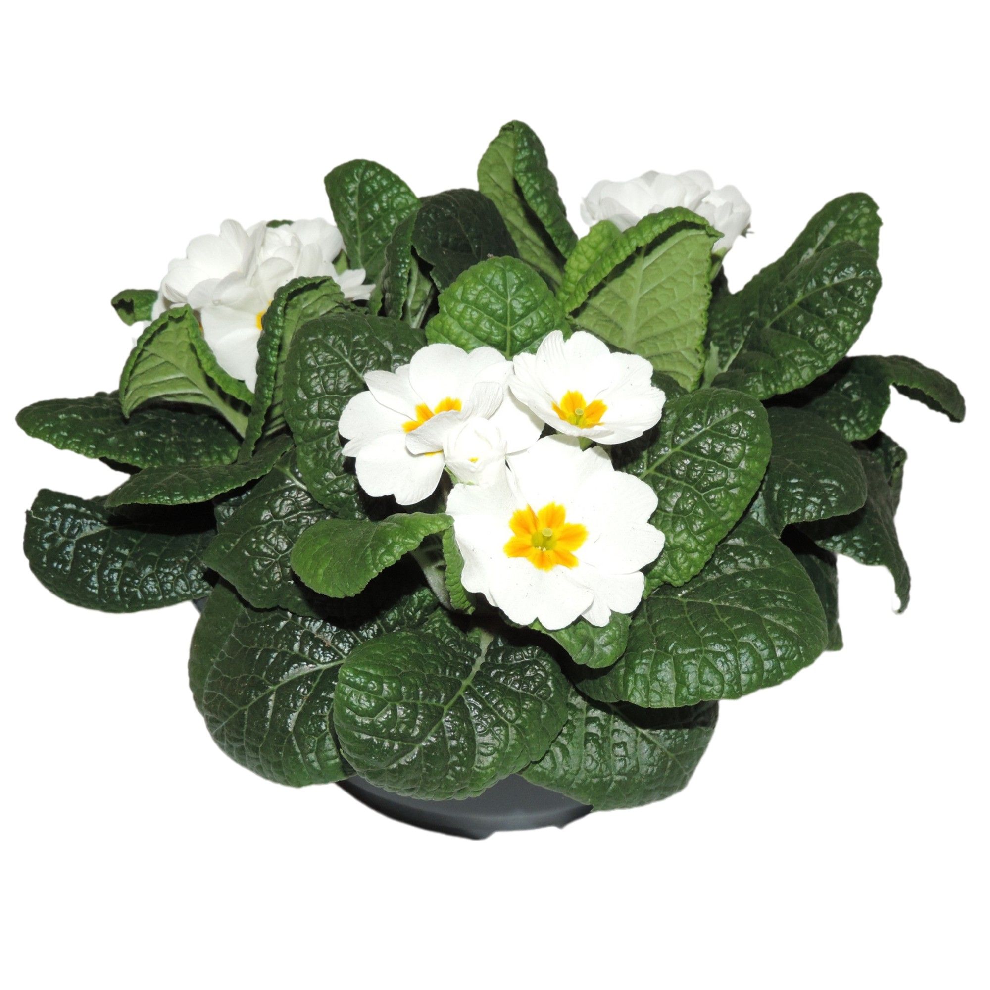 Primula Acaulis Wit Schaal 19 cm, D 19