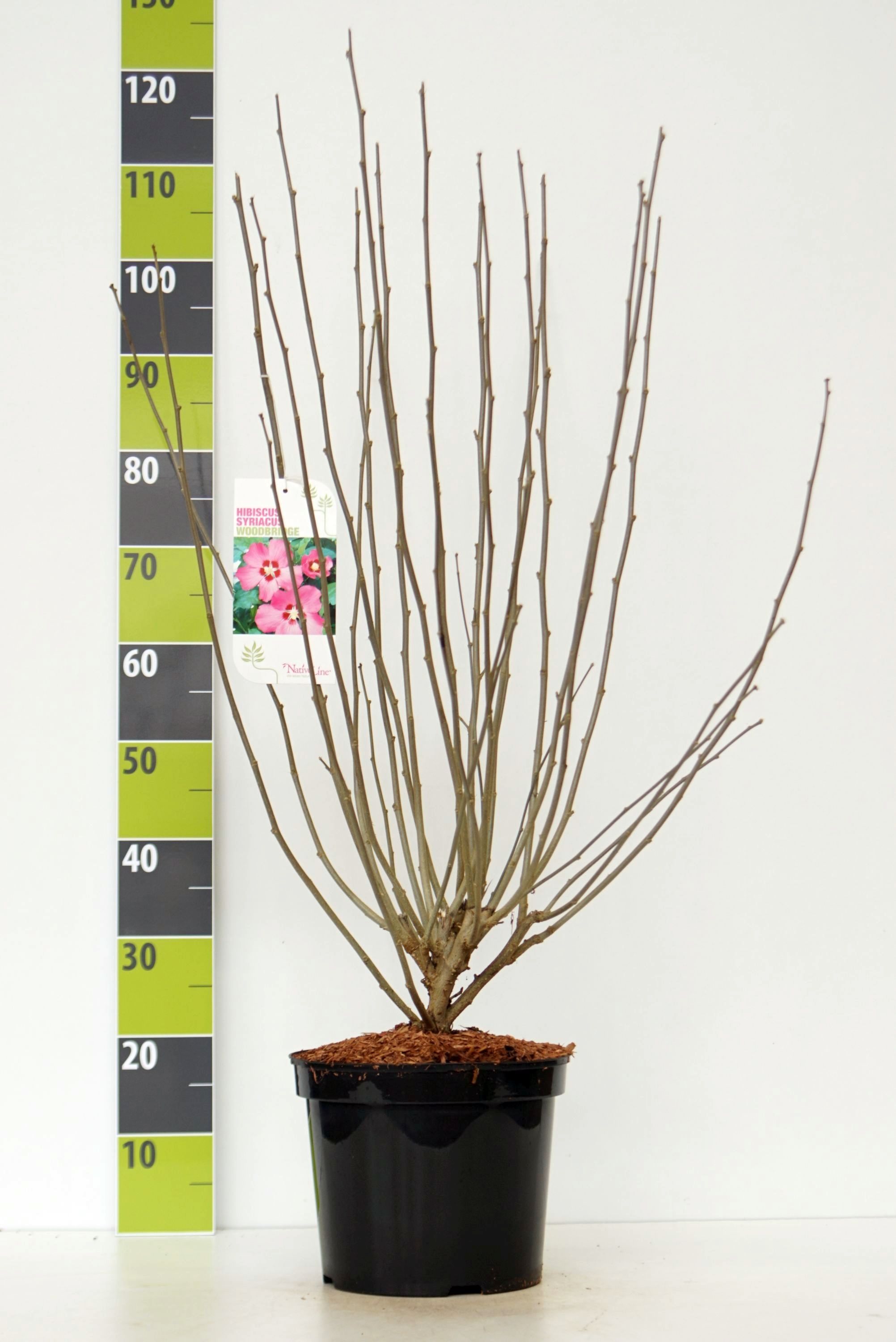 Hibiscus syr. 'Woodbridge' C 7,5, D 27