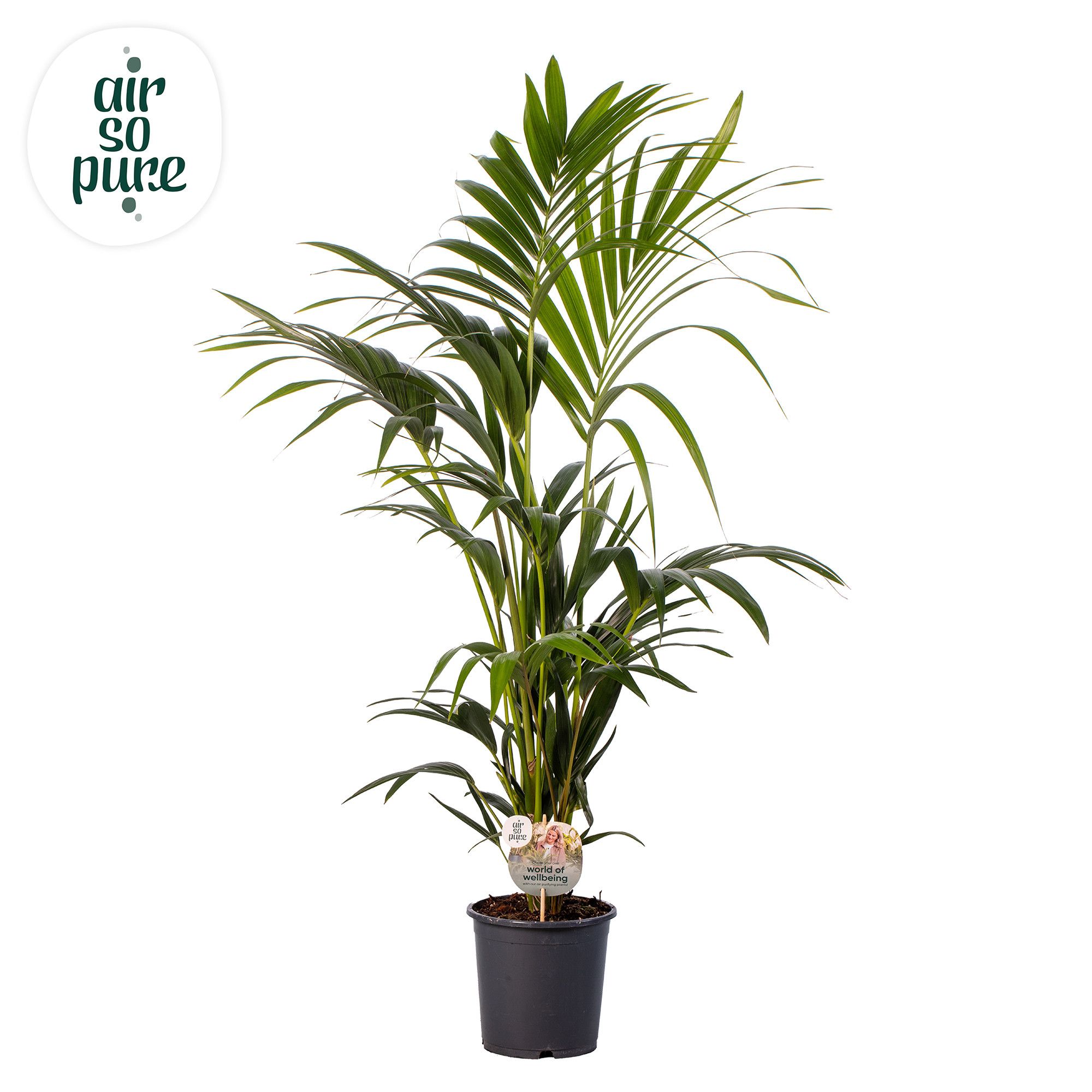 KENTIA - P21 H120 - 6PP - Air So Pure (Howea forsteriana), D 21