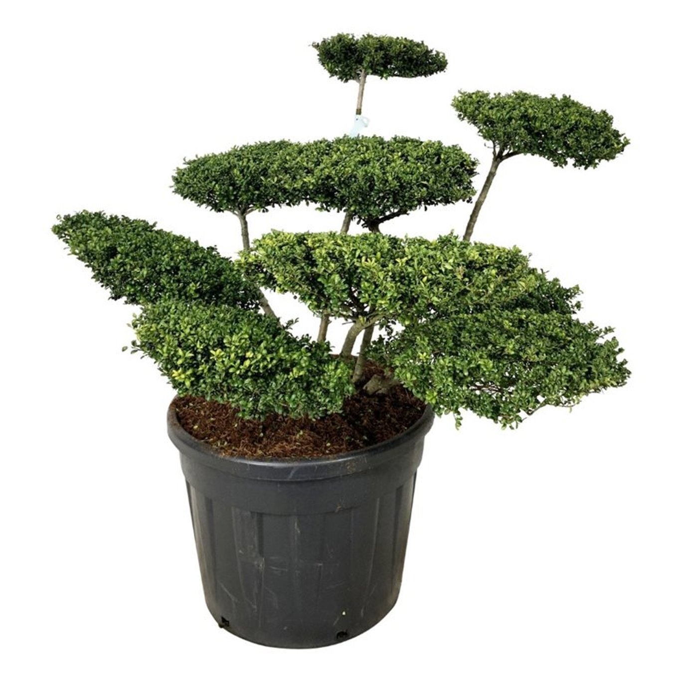 Ilex crenata 'Convexa', D 60