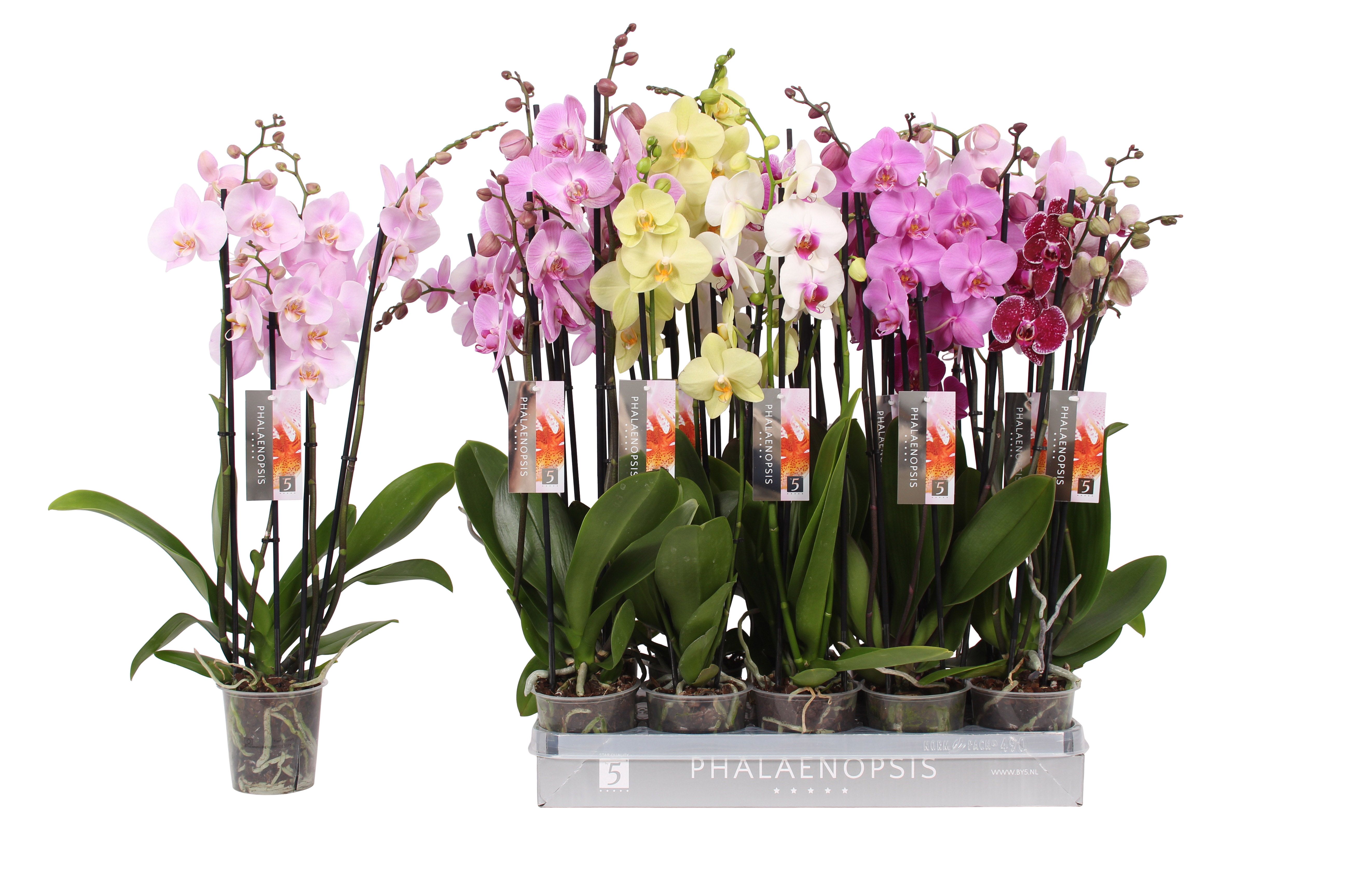 Phalaenopsis 7 color mix, 4-spike 25+, D 12
