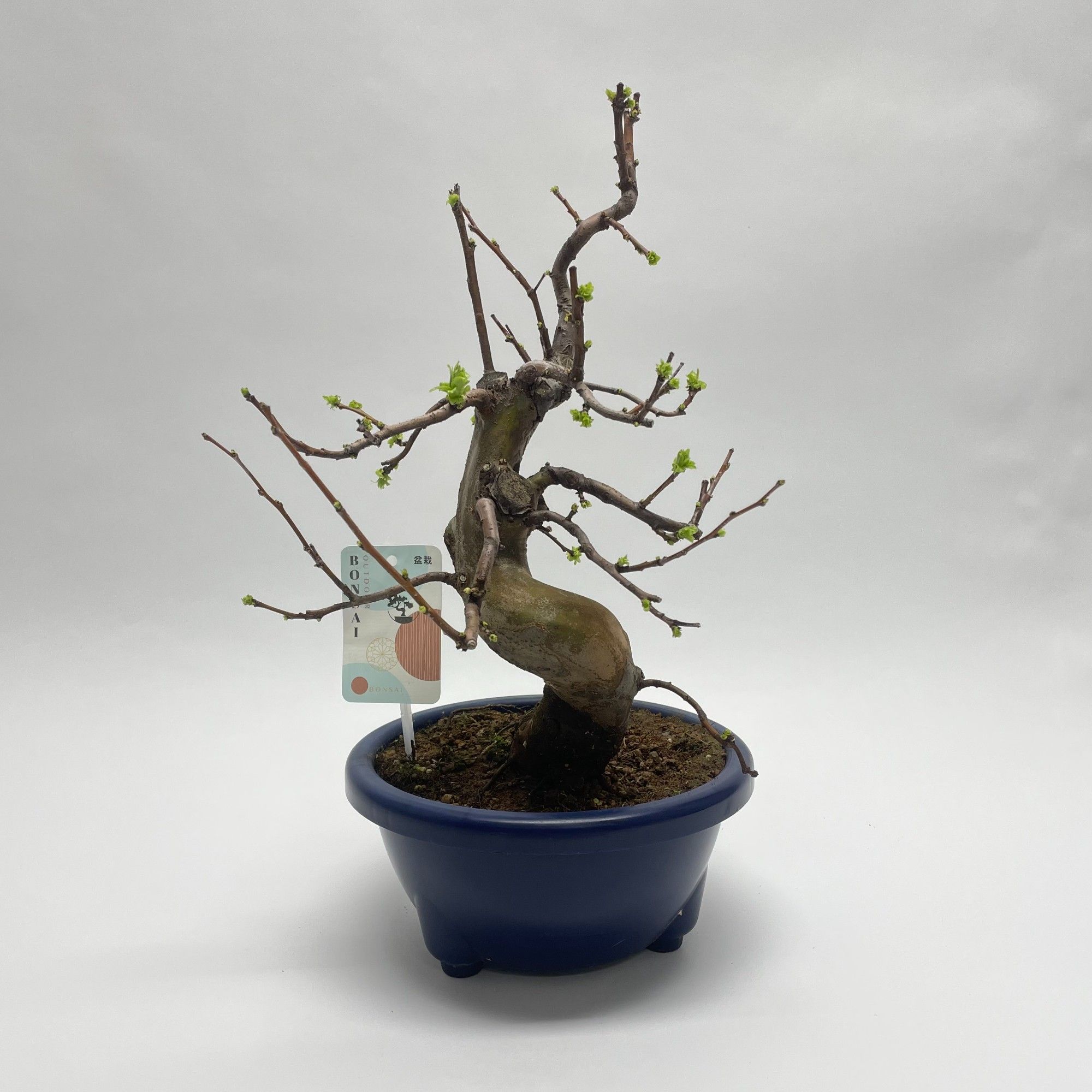 Pseudocydonia Bonsai 22 cm (herkomst: Japan), D 22