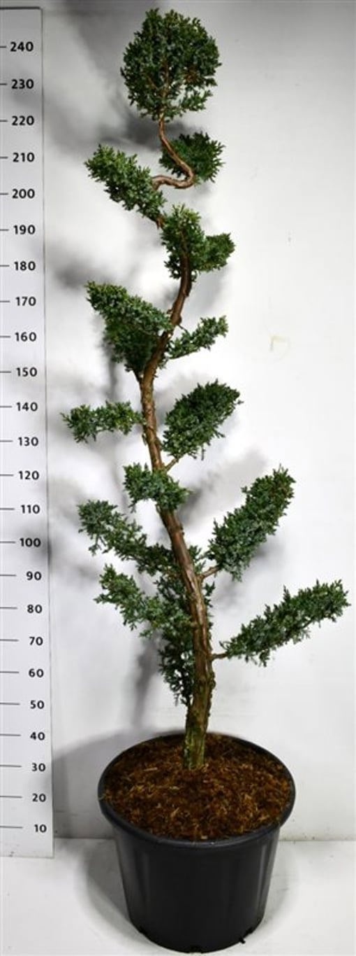 Juniperus chin. 'Blue Alps', D 54
