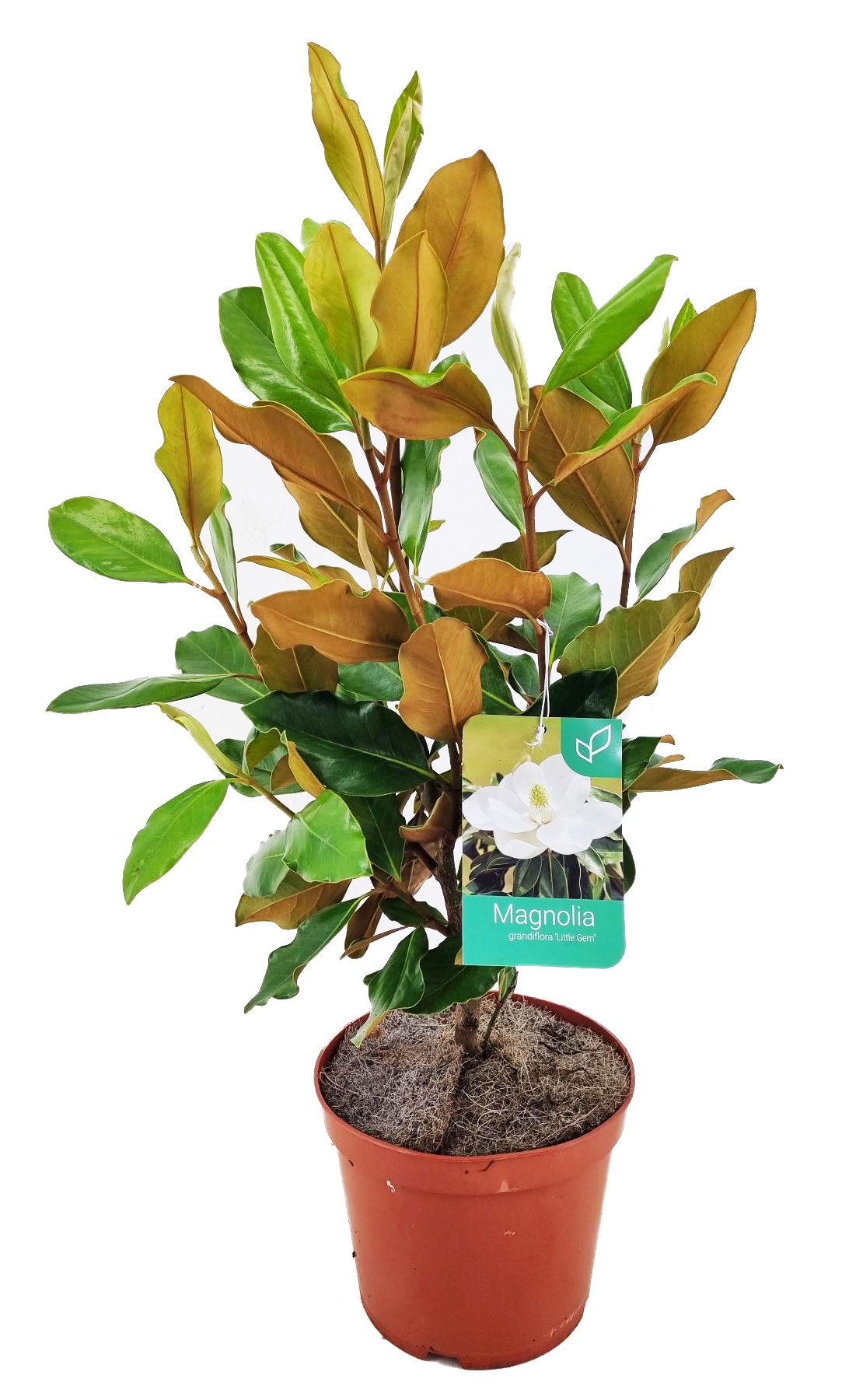 Magnolia Grandiflora "little gem", D 21