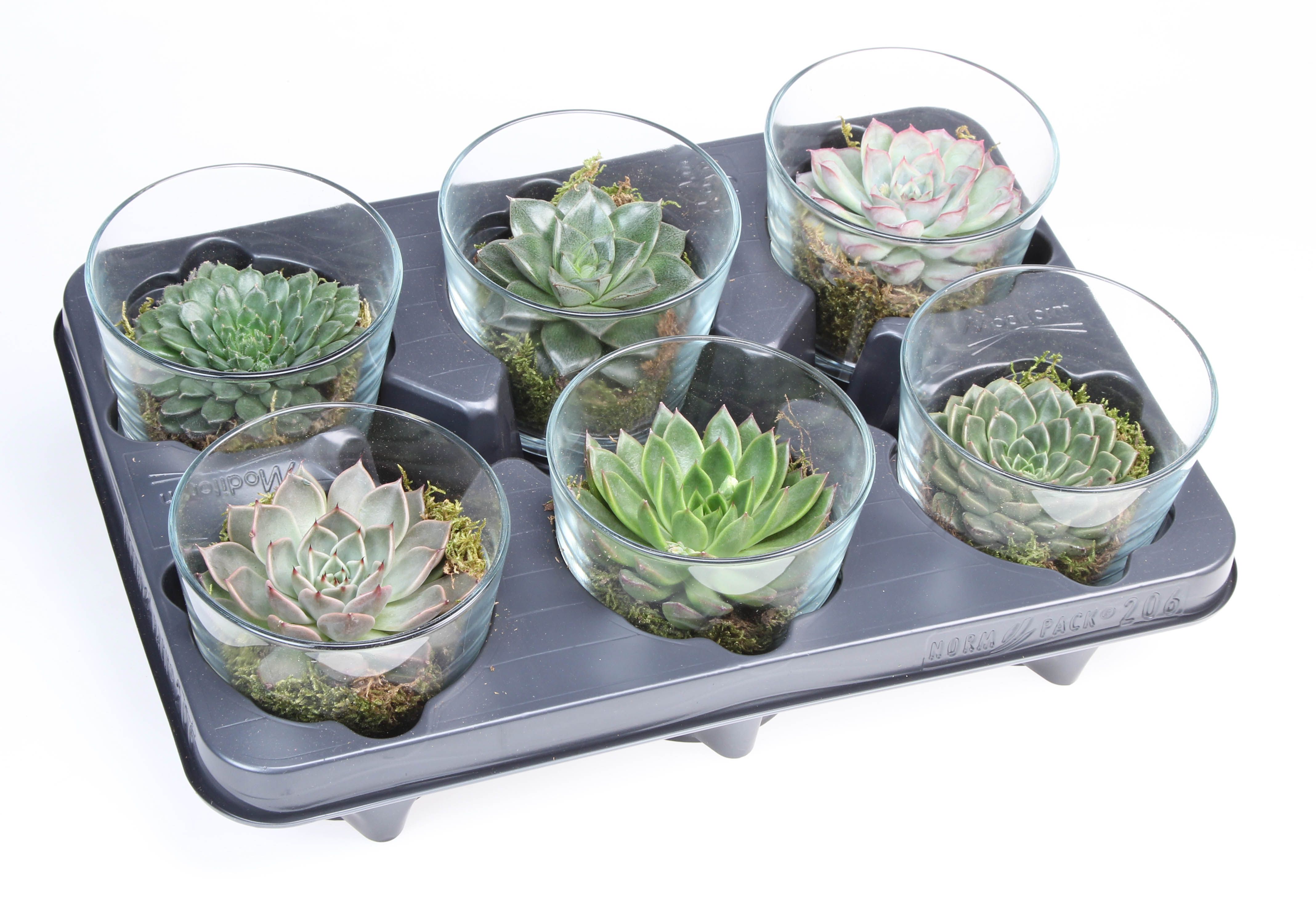 Deco glas succulent, D 10