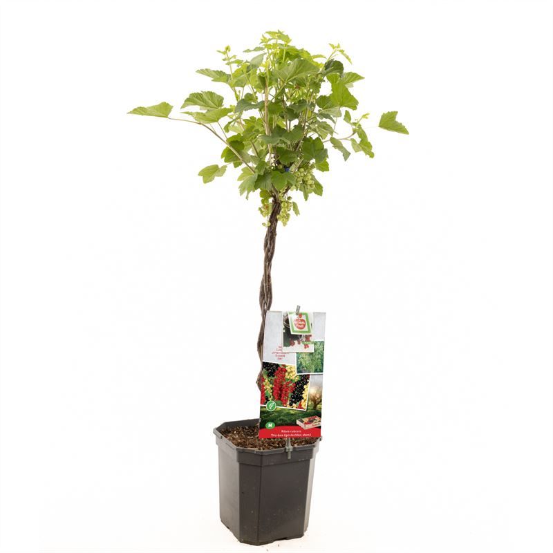 Ribes r. Trio-bes gevlochten stam Rode bes / Witte bes / Zwarte bes, D 24