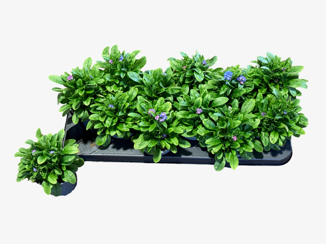 myosotis blauw, D 10,5