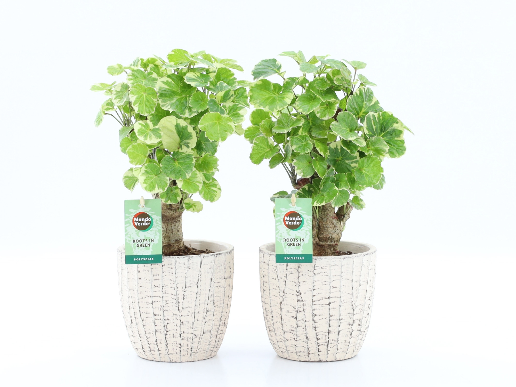 Polyscias Balfouriana in Sculpture keramiek, D 13