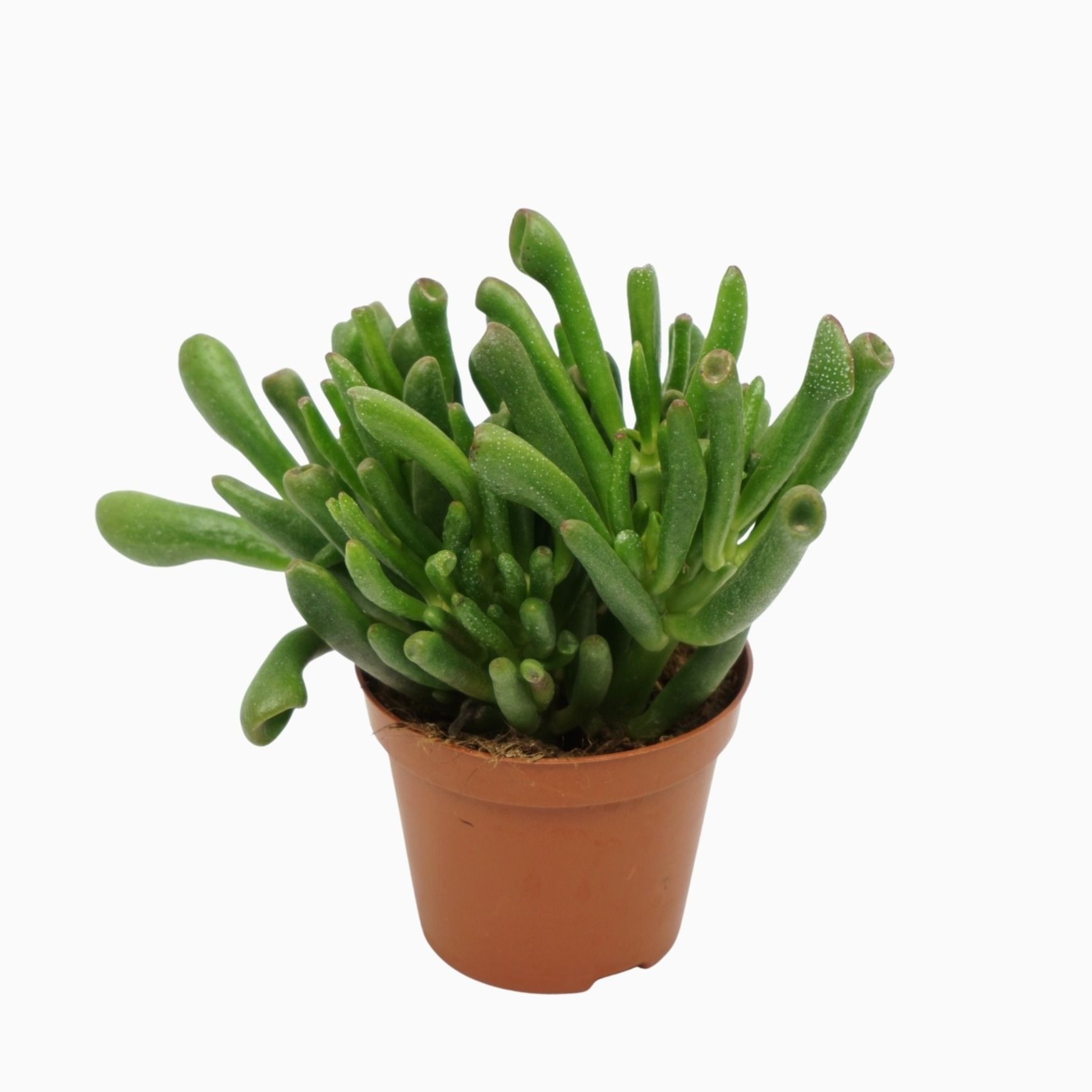 Crassula gollum 8,5 cm, D 8,5
